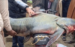 Bắt được con cá nặng 102kg, ngư dân liền bán với giá 58 triệu đồng