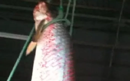 "Quái ngư" đỏ rực làm lắc xuồng giữa sông An Giang: Quý hiếm bậc nhất thế giới