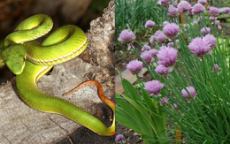 Rắn sợ nhất 5 cây này