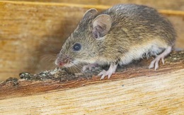 3 loại cây đuổi chuột khỏi nhà cực hiệu quả