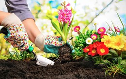 Thường xuyên vứt thứ này ra vườn, cây phát triển tươi tốt bất ngờ: Mùa đông rất nên thử