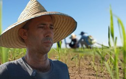 Giống lúa Việt Nam "gây bão" tại Cuba: Tạo kỳ tích nông dân Cuba chưa bao giờ nghĩ đến