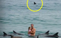 Bức ảnh sốc trên biển: Đàn cá heo vây quanh 2 cha con, khung cảnh thót tim nhưng sự thật là...