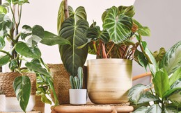 5 loại cây giúp nhà cửa mùa đông lúc nào cũng khô thoáng: Số 2 người Việt rất ưa chuộng