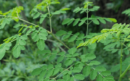 Loại rau là "thần dược phòng the": Tốt cho cả nam và nữ