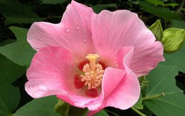 5 loại hoa bị cho là mang "vận rủi", nên tránh cắm trong nhà dịp năm mới 2026