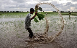Không phải Philippines hay Ấn Độ, đây mới là ‘thủ phạm’ khiến gạo Việt Nam, Thái Lan đón tin buồn: Giá giảm 44% vì một động thái