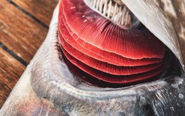 3 bộ phận của cá rẻ mấy cũng không nên ăn: Ẩn chứa kim loại nặng, ký sinh trùng, thậm chí chất độc