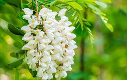 3 loại cây lý tưởng để trồng trước nhà