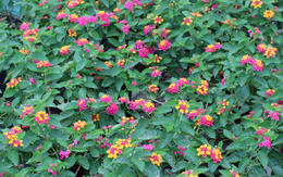 3 loại hoa trồng trang trí Tết trong vườn giúp đuổi rắn, muỗi đi xa