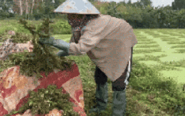 “Nghề lội nước” kiếm tiền triệu mỗi ngày tại TPHCM