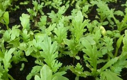 Lời khuyên dành cho tất cả gia đình đang trồng rau cải cúc để ăn