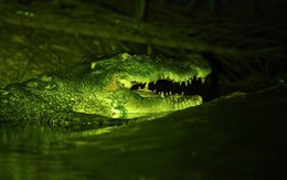 Bắt được "quái thú" nặng gần 1 tấn: Trước đó 3 con dê cùng nhiều vật nuôi đã liên tiếp biến mất đầy bí ẩn
