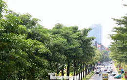 Diện mạo đường phố Hà Nội sau đợt cắt tỉa hoa sữa