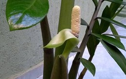 5 cây cảnh ra hoa là có lộc, báo hiệu phong thủy cát lành, quý nhân tìm đến tận cửa