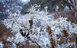 Phát hiện đỉnh núi cao hơn 1.500m ở Việt Nam, từng lạnh dưới 0°C, cây cối phủ trắng băng giá như trời Âu