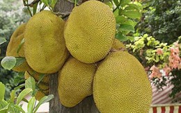 Nhiều gia đình trồng mít trong sân vườn, hóa ra không chỉ để lấy quả