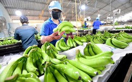 Đại gia dầu mỏ tìm nguồn cung chuối Việt Nam: Nhu cầu 5–9 container mỗi tuần, 4-6 nải/buồng...