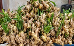 Tin vui cho những người đang trồng gừng
