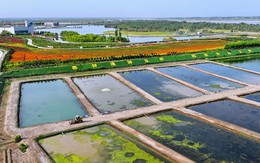 Thả con vật nhỏ, nhiều chân, có màu xanh ở sa mạc, nông dân Trung Quốc trúng lớn
