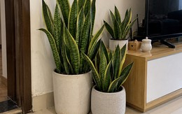 Tin vui cho những người đang trồng cây lưỡi hổ