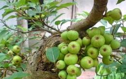 Nhiều gia đình trồng cây sung trong nhà, hóa ra không phải chỉ để lấy quả hay làm cảnh