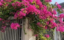 3 niềm vui, 2 khiếp sợ của cây hoa giấy