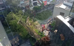 Một nam ca sĩ thoát chết trong gang tấc khi cây cổ thụ ở TPHCM đổ sập vào ô tô