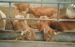 Bò H’Mông đối đầu “truyền thuyết” bò Wagyu, trâu đông lạnh Ấn Độ xoa dịu hầu bao khách hàng trong nước