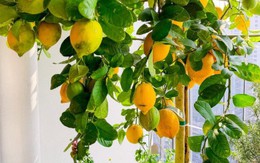 Tin vui cho những người đang trồng cây chanh