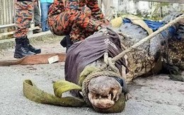 Cần thủ vô tình móc trúng "quái thú" dài hơn 4,5m, nặng trên 1 tấn: Kéo lên mới phát hiện điều bất thường