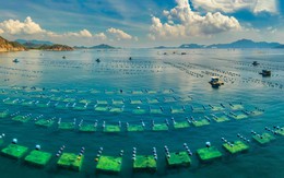 Mỹ, Trung Quốc, EU cùng góp mặt trong cuộc chơi tỷ đô của Việt Nam, 1 doanh nghiệp thu nghìn tỷ/tháng