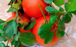 Thông gia giàu có tự nhiên gọi mời ăn cơm, tôi bối rối mang đúng 1 món vườn nhà mà họ “khóc hết nước mắt” không hiểu ra sao