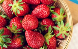 Tại sao dâu tây bán ở siêu thị có thể giữ tươi lâu, trong khi dâu tây bạn tự hái lại bị mốc chỉ sau 2 ngày?