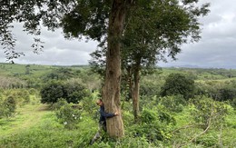 Loại gỗ quý được ví "đắt hơn vàng": Số cá thể ngoài tự nhiên ở Việt Nam chỉ còn 8