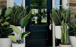 3 loại cây nên trồng trước cửa nhà năm Bính Ngọ