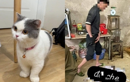 Xôn xao vụ tìm thấy mèo cưng ở lò mổ, cô gái khóc nghẹn khi chủ quán khăng khăng: "Không chuộc 6 triệu, anh livestream làm thịt cho em xem!"