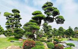 3 loại cây là "báu vật", trồng trong vườn giúp trấn trạch, giữ nhà qua nhiều thế hệ