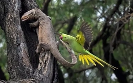 Ngắm những bức ảnh chụp động vật hoang dã đẹp siêu thực