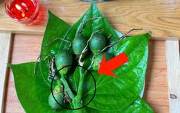 Chọn cau thắp hương đừng chỉ chọn quả to, vỏ nhẵn: Đây mới là 3 điểm cần nhìn, chỉ người "sành" mới biết