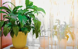 Cây lan ý "rất thích" được đặt ở vị trí này: Làm đúng thì hoa bung nở trắng muốt