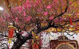 Tết Ngựa 2026: 3 cây nên đặt trong nhà để vạn sự hanh thông, tài lộc không cầu mà tự đắc