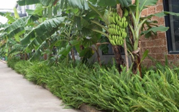 3 loại cây nên tránh trồng trước nhà năm Bính Ngọ