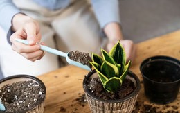 Sai lầm khi trồng cây trong chậu khiến cây thối rễ, còi cọc mãi không phát triển