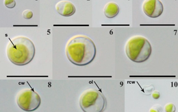 Phát hiện "kho báu sống" tại Vườn quốc gia Cát Tiên: Lần đầu tiên ghi nhận tại Việt Nam