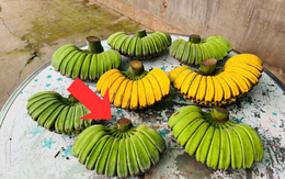 Không phải chuối ngự, chuối tiêu xanh, đây mới là nải chuối đắt nhất sạp: Lý do vì sao?