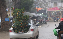 Giữa chợ Tết đông nghịt người, tôi ngượng ngùng để bố vợ nhét cây quất to vào cốp xe mình, kết quả sau đó cay đắng vô cùng