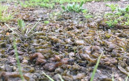 Một cơn mưa thịt sống từng rơi xuống ở Mỹ