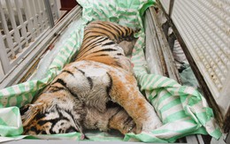 Phát hiện 2 cá thể hổ cấp đông trong hầm một ngôi nhà ở Thanh Hóa: Bí mật sau cánh cửa sắt khiến nhiều người rùng mình