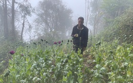 Trồng 346 cây thuốc phiện làm thuốc “chữa bệnh cho lợn, gà”